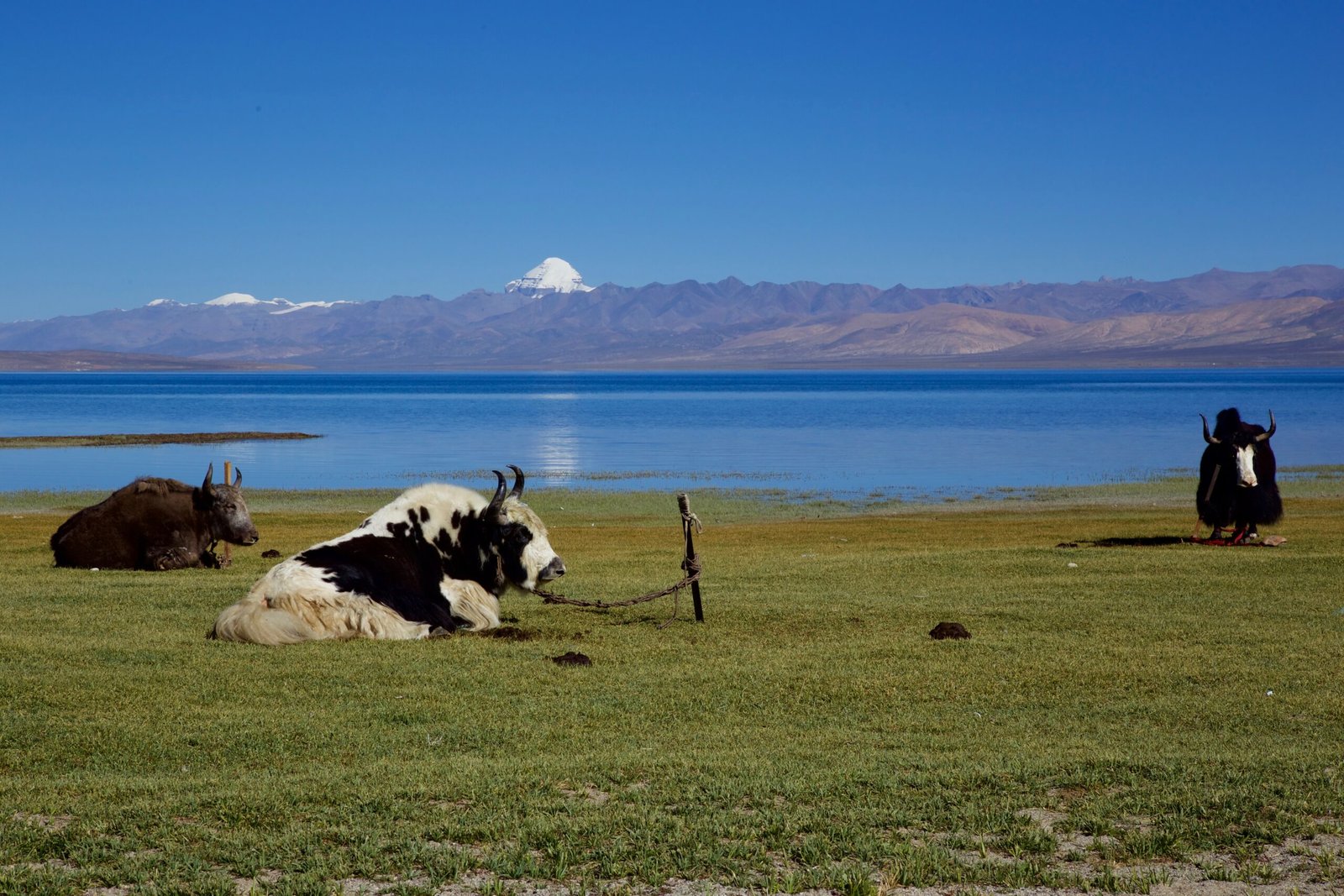 Yaks-Kailash-Manasarovar